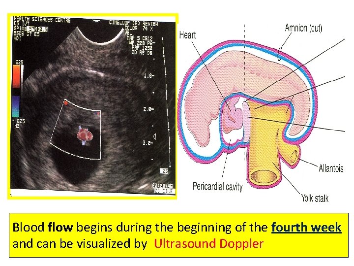 Blood flow begins during the beginning of the fourth week and can be visualized