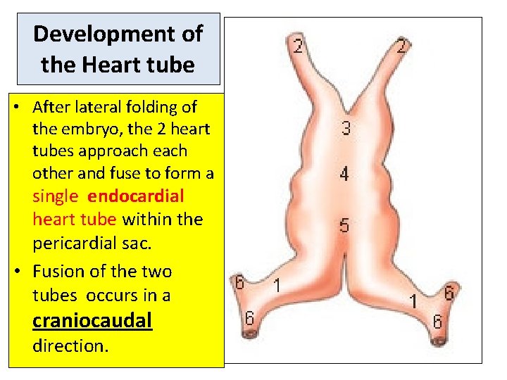 Development of the Heart tube • After lateral folding of the embryo, the 2