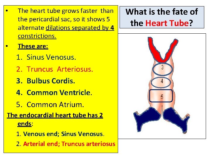  • • The heart tube grows faster than the pericardial sac, so it
