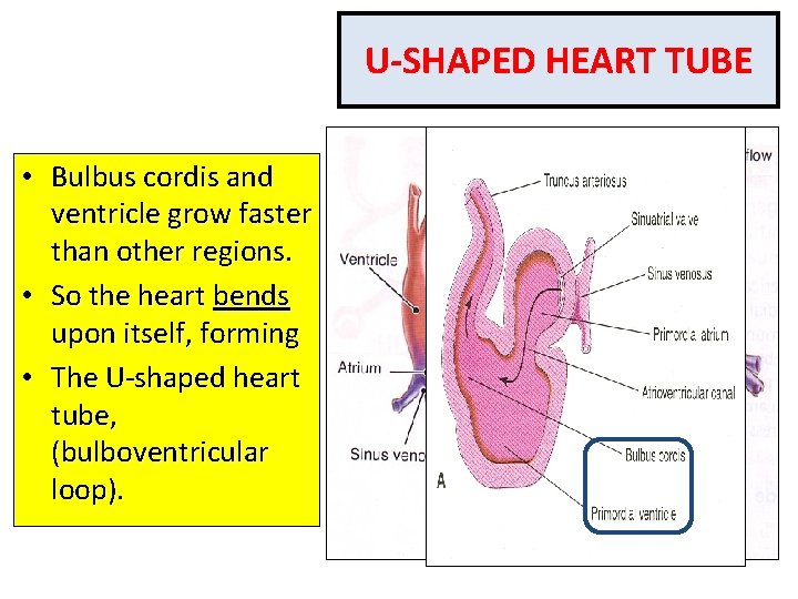 U-SHAPED HEART TUBE • Bulbus cordis and ventricle grow faster than other regions. •