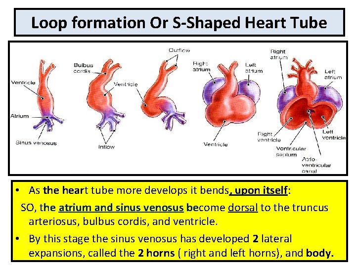 Loop formation Or S-Shaped Heart Tube • As the heart tube more develops it