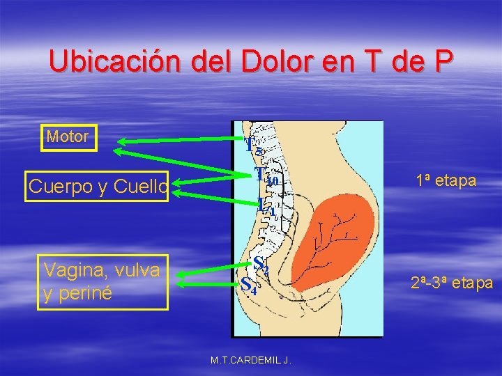 Ubicación del Dolor en T de P Motor Cuerpo y Cuello Vagina, vulva y