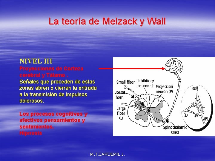 La teoría de Melzack y Wall NIVEL III Proyecciones de Corteza cerebral y Tálamo.