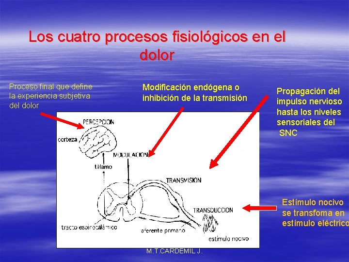 Los cuatro procesos fisiológicos en el dolor Proceso final que define la experiencia subjetiva