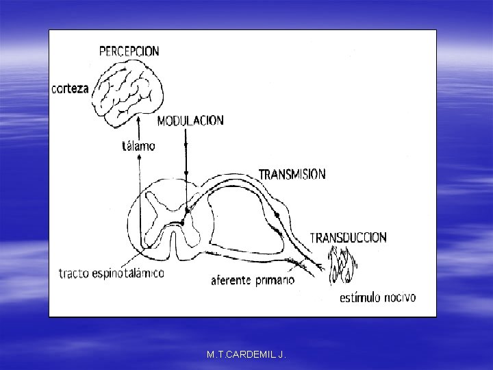 M. T. CARDEMIL J. 