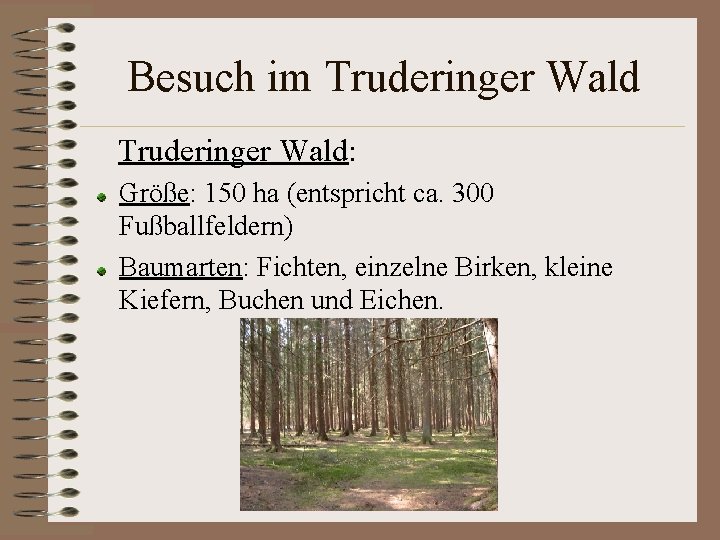 Besuch im Truderinger Wald: Größe: 150 ha (entspricht ca. 300 Fußballfeldern) Baumarten: Fichten, einzelne