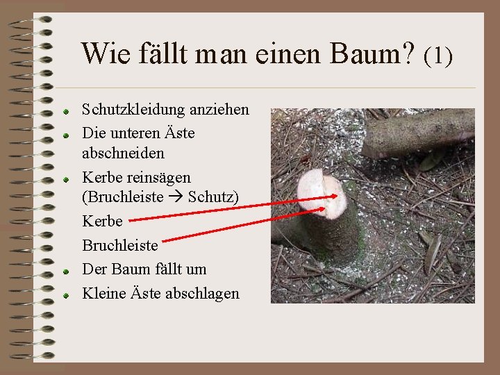 Wie fällt man einen Baum? (1) Schutzkleidung anziehen Die unteren Äste abschneiden Kerbe reinsägen