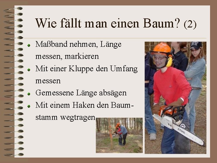 Wie fällt man einen Baum? (2) Maßband nehmen, Länge messen, markieren Mit einer Kluppe