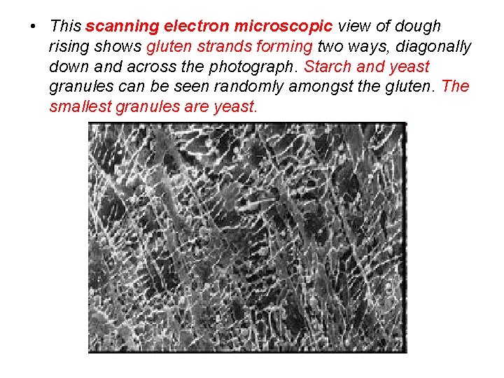  • This scanning electron microscopic view of dough rising shows gluten strands forming