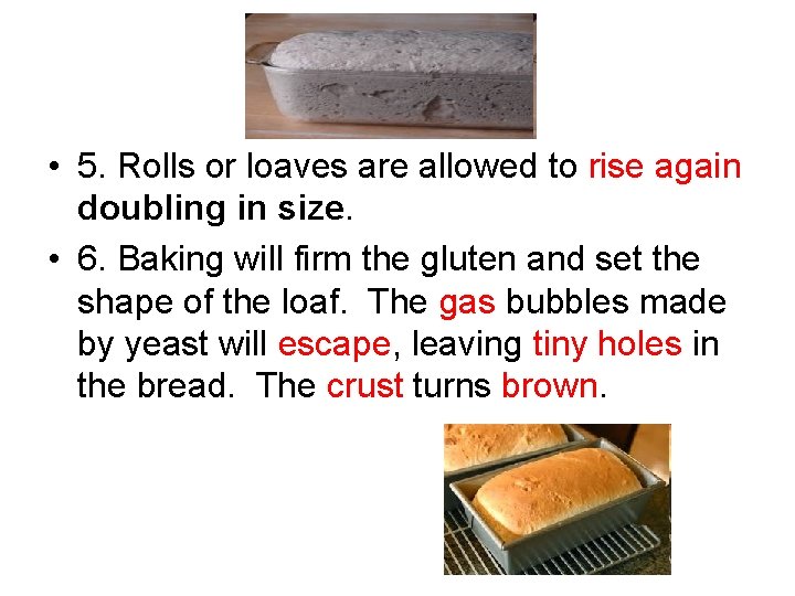  • 5. Rolls or loaves are allowed to rise again doubling in size.