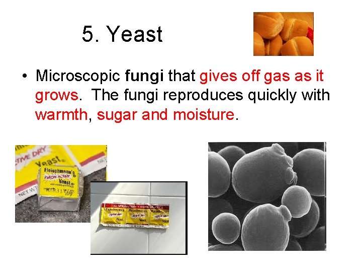 5. Yeast • Microscopic fungi that gives off gas as it grows. The fungi