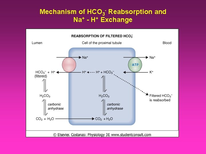 Mechanism of HCO 3 - Reabsorption and Na+ - H+ Exchange 
