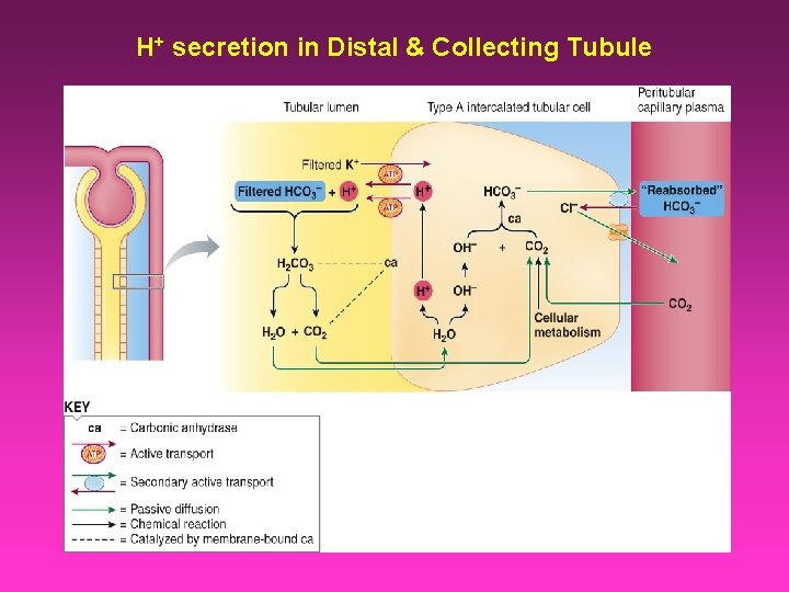H+ secretion in Distal & Collecting Tubule 