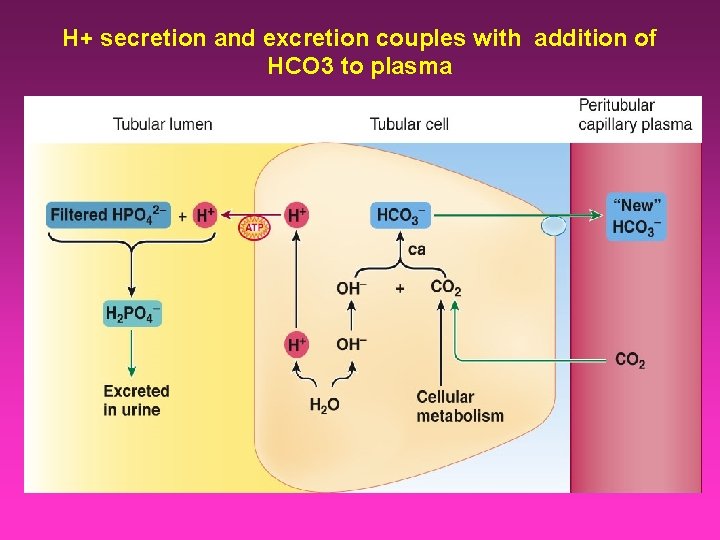 H+ secretion and excretion couples with addition of HCO 3 to plasma 