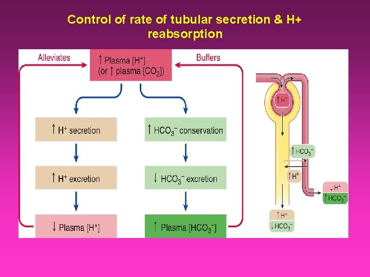 Control of rate of tubular secretion & H+ reabsorption 