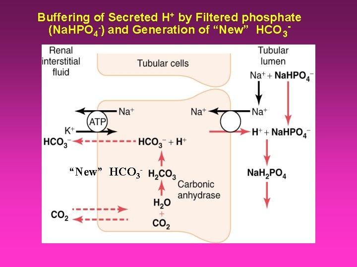 Buffering of Secreted H+ by Filtered phosphate (Na. HPO 4 -) and Generation of