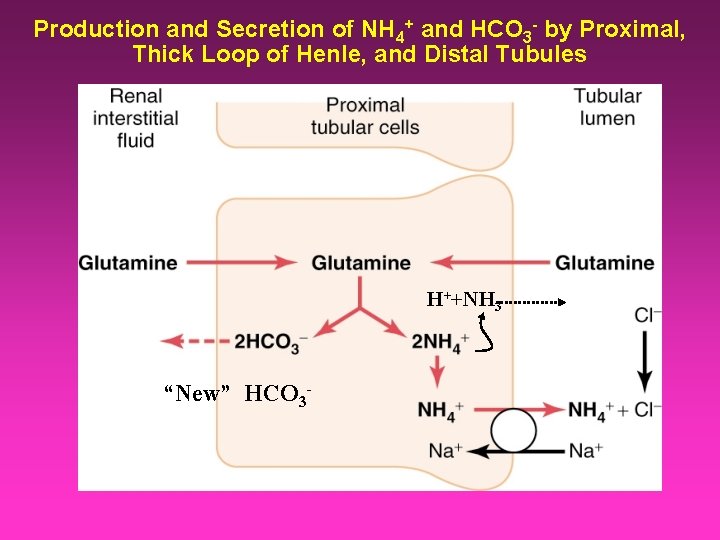 Production and Secretion of NH 4+ and HCO 3 - by Proximal, Thick Loop