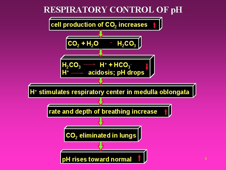 RESPIRATORY CONTROL OF p. H cell production of CO 2 increases CO 2 +