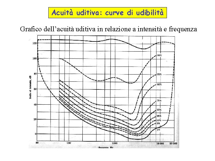 Acuità uditiva: curve di udibilità Grafico dell’acuità uditiva in relazione a intensità e frequenza