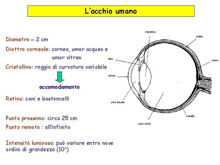 L’occhio umano Diametro 2 cm Diottro corneale: cornea, umor acqueo e umor vitreo Cristallino: