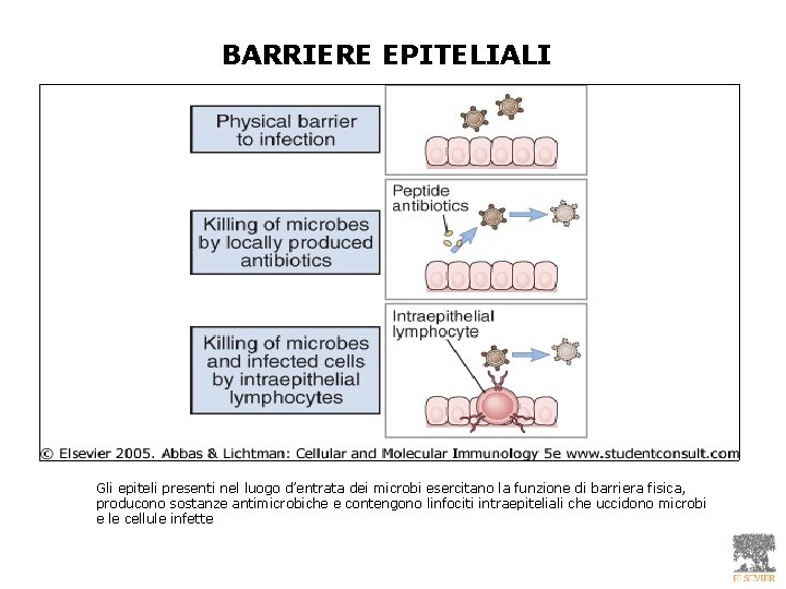 BARRIERE EPITELIALI Gli epiteli presenti nel luogo d’entrata dei microbi esercitano la funzione di