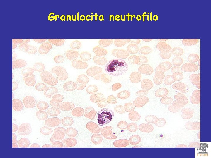 Granulocita neutrofilo 