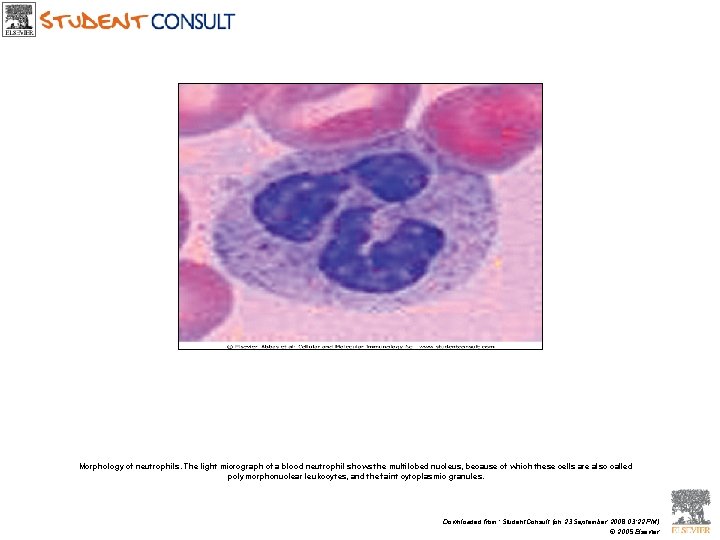 Morphology of neutrophils. The light micrograph of a blood neutrophil shows the multilobed nucleus,