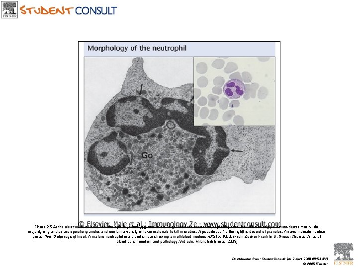 Figure 2. 5 At the ultrastructural level, the azurophilic (primary) granules are larger than