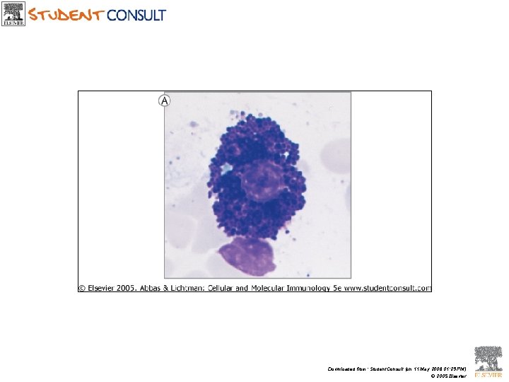 Downloaded from: Student. Consult (on 11 May 2006 01: 29 PM) © 2005 Elsevier