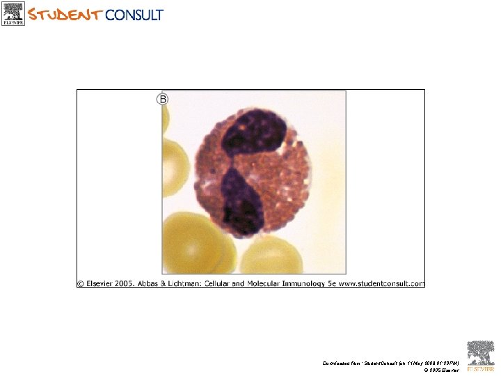 Downloaded from: Student. Consult (on 11 May 2006 01: 29 PM) © 2005 Elsevier