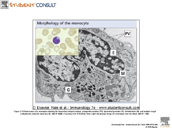 Figure 2. 4 Ultrastructure of a monocyte showing the horseshoe-shaped nucleus, pinocytotic vesicles (PV),