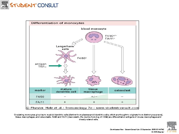 Circulating monocytes give rise to myeloid dendritic cells (distinct from plasmacytoid dendritic cells, which