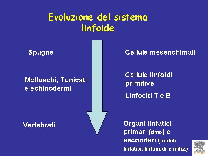 Evoluzione del sistema linfoide Spugne Molluschi, Tunicati e echinodermi Vertebrati Cellule mesenchimali Cellule linfoidi