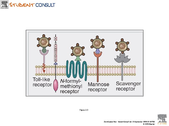 Figure 2 -3 Downloaded from: Student. Consult (on 23 September 2008 02: 30 PM)