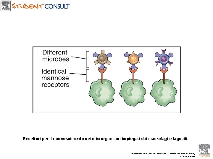 Recettori per il riconoscimento dei microrganismi impiegati dai macrofagi e fagociti. Downloaded from: Student.