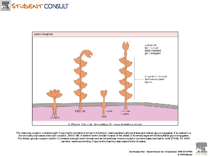 The mannose receptor contains eight C-type lectin domains involved in binding to mannosylated carbohydrates