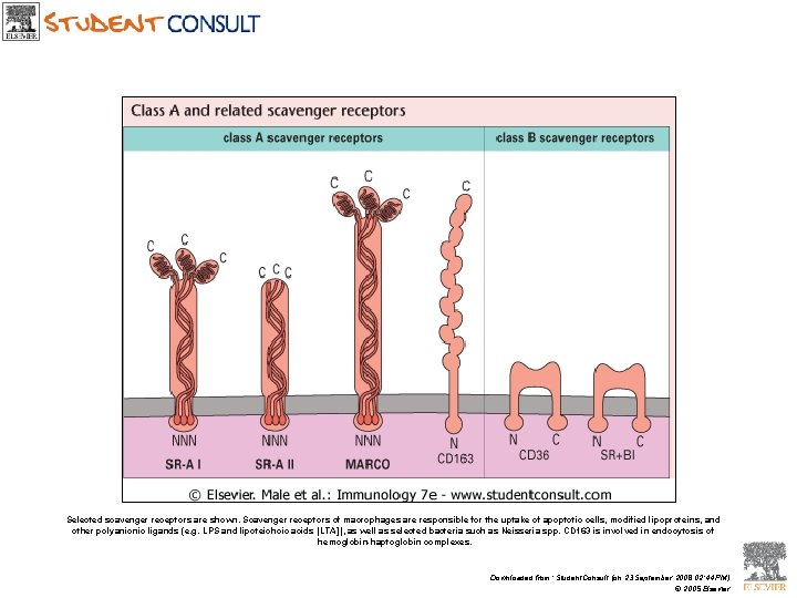 Selected scavenger receptors are shown. Scavenger receptors of macrophages are responsible for the uptake