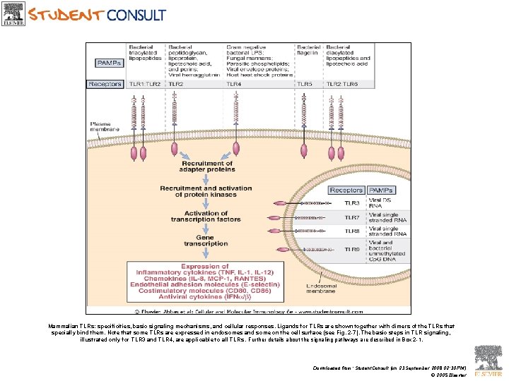 Mammalian TLRs: specificities, basic signaling mechanisms, and cellular responses. Ligands for TLRs are shown