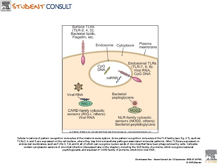 Cellular locations of pattern recognition molecules of the innate immune system. Some pattern recognition