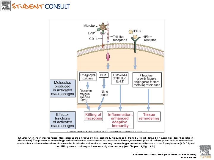 Effector functions of macrophages. Macrophages are activated by microbial products such as LPS and