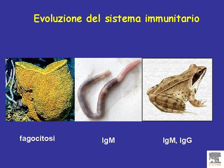 Evoluzione del sistema immunitario fagocitosi Ig. M, Ig. G 