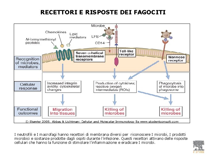 RECETTORI E RISPOSTE DEI FAGOCITI I neutrofili e I macrofagi hanno recettori di membrana