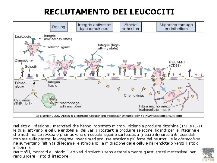 RECLUTAMENTO DEI LEUCOCITI Nel sito di infezione I macrofagi che hanno incontrato microbi iniziano