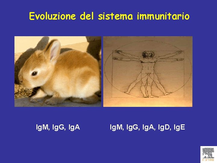 Evoluzione del sistema immunitario Ig. M, Ig. G, Ig. A, Ig. D, Ig. E