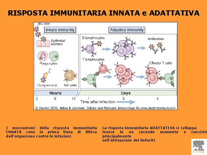RISPOSTA IMMUNITARIA INNATA e ADATTATIVA I meccanismi della risposta immunitaria INNATA sono la prima