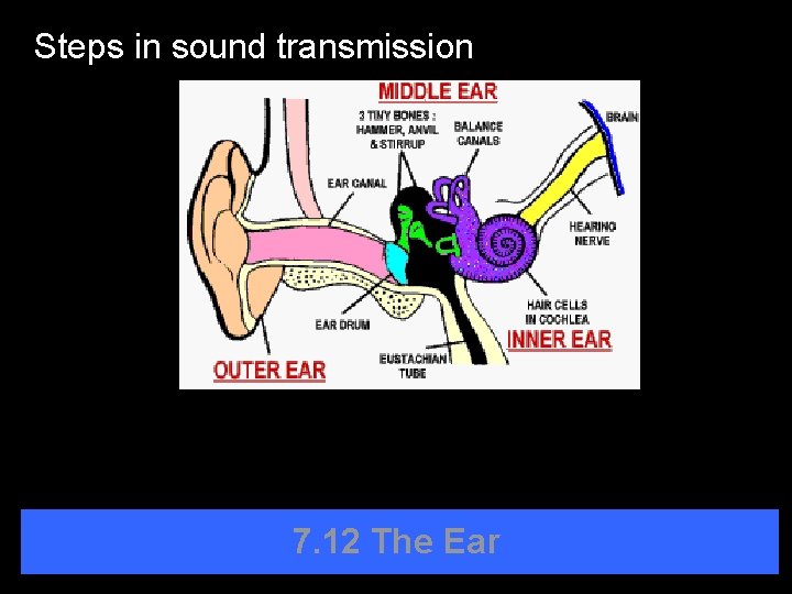 Steps in sound transmission 7. 12 The Ear 