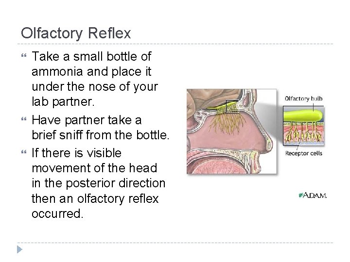 Olfactory Reflex Take a small bottle of ammonia and place it under the nose