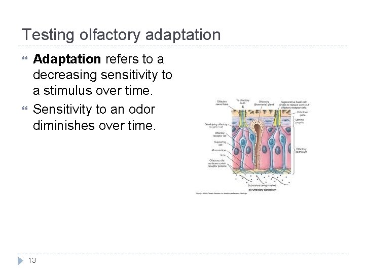 Testing olfactory adaptation Adaptation refers to a decreasing sensitivity to a stimulus over time.