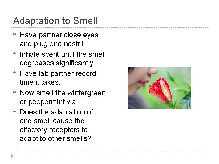 Adaptation to Smell Have partner close eyes and plug one nostril Inhale scent until