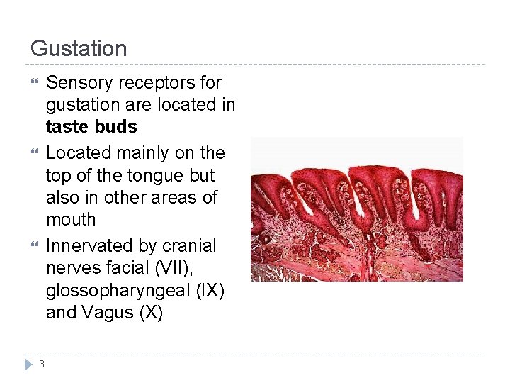 Gustation Sensory receptors for gustation are located in taste buds Located mainly on the